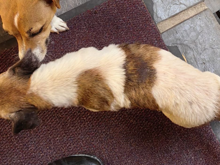 ouma pet skin rescue